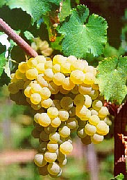 riesling italico